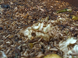 magot cultivation resulting from processing organic waste