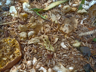 Fototapeta premium magot cultivation resulting from processing organic waste