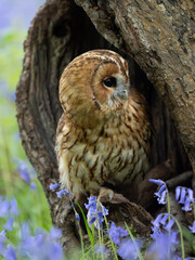 Tawny Owl Perched in the Bluebells