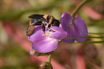 Bee on a violet flower (closeup). Vegetation background