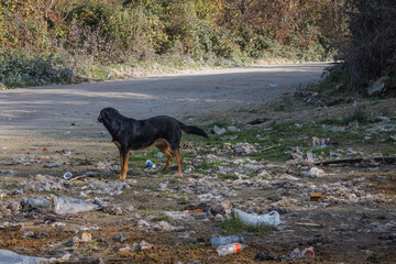 Perro callejero rodeado de basura en un vertedero a las afueras de una ciudad en Bosnia y...