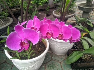 Selective focus close up of purple moth orchids (Phalaenopsis amabilis) white and pink orchid in the garden. Orchid background. Flat lay. Natural Background.