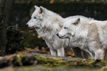 Fototapeta premium Arctic wolves in a forest setting