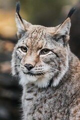 Obraz premium Close-up of a Eurasian Lynx in Nature