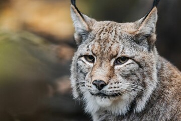 Eurasian lynx close-up in natural habitat.