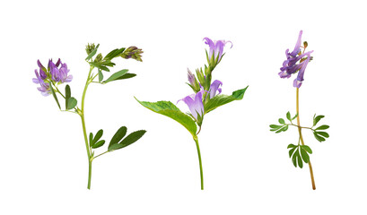 Set of purple meadow flowers (Corydalis solida, campanula; lucerne) isolated on white or transparent background