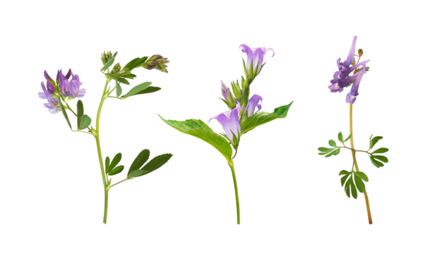 Set of purple meadow flowers (Corydalis solida, campanula; lucerne) isolated on white or transparent background