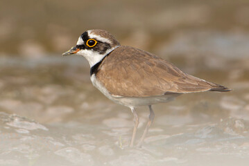 Little-ringed Plover