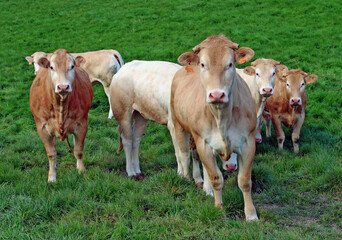 Haute Normandie, bétail au pâturage