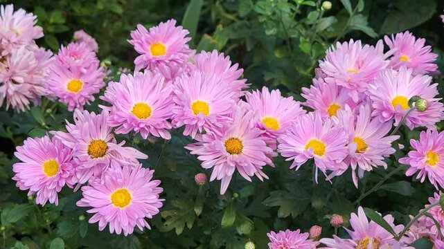 Pink chrysanthemums are quietly waving in a city flower bed.