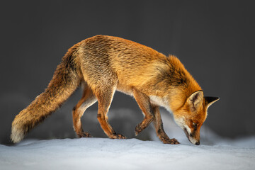 Mammals - Red Fox Vulpes vulpes in winter scenery, Poland Europe, animal walking among winter snowy meadow hunting time