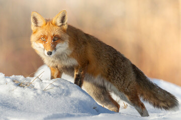 Mammals - Red Fox Vulpes vulpes in winter scenery, Poland Europe, animal walking among winter snowy meadow hunting time