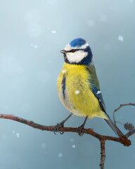 Bird - Blue Tit Cyanistes caeruleus perched on tree winter forest in Poland Europe