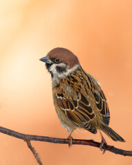 Bird - tree sparrow Passer montanus sitting on a branch blurred background winter time winter frosty day