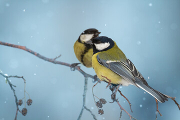 Colorful great tit ( Parus major ) perched on a tree, photographed in horizontal, winter time, blurred background, two birds