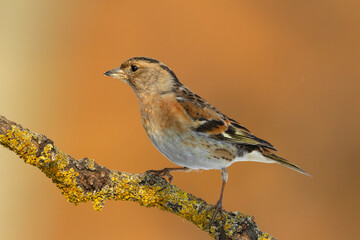 Bird Brambling ( Fringilla montifringilla ) on orange background female winter time Poland Europe
