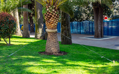 An example of cabling - strengthening trees with guy wires.