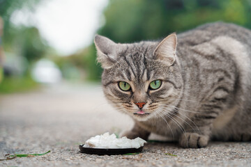 A striped cat with green eyes eats sour cream or yogurt outdoors in summer.
