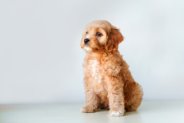 A puppy of a Cavapoo or Cockapoo breed dog at home. Portrait of a fluffy Baby Maltypu .