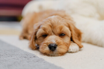 A puppy of a Cavapoo or Cockapoo breed dog at home. Baby Maltipu is sleeping on the bed.