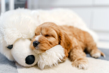 A puppy of a Cavapoo or Cockapoo breed dog at home. Baby Maltipu is sleeping on the bed.