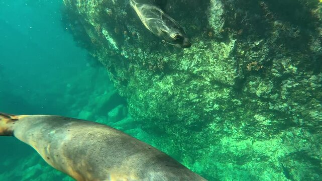 In the midst of a moving horde of juvenile sea lions (Otariidae), the protective male growls and blows bubbles to ward off intruders. Check my portfolio for more sea lion footage.