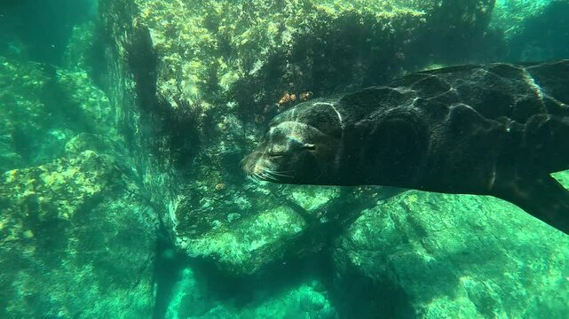 A large, nearly sleeping male sea lion (Otariidae) stands guard to protect the juveniles, lazily swimming by and blowing bubbles to mark his territory. Check my portfolio for more sea lion footage.