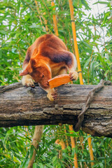Obraz premium Goodfellow's Tree Kangaroo, portrait of very cute rare red animal.