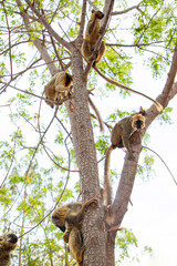 Common brown lemur (Eulemur fulvus) with orange eyes.