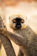 Common brown lemur (Eulemur fulvus) with orange eyes.