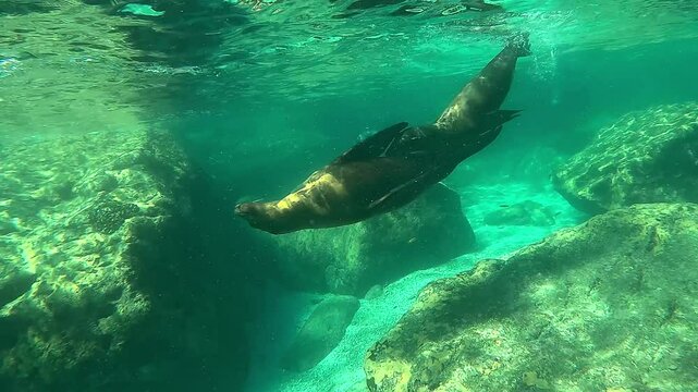 A sequence of three clips shows a juvenile sea lion (Otariidae) clinging to its mother&rsquo;s belly with its flippers as she swims gracefully. Check my portfolio for more sea lion footage.