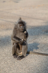 Closeup portrait of Tufted gray langur Semnopithecus priam