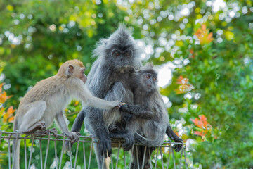 Closeup portrait of Tufted gray langur Semnopithecus priam