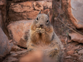 Rock Squirre