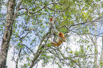 Proboscis Monkey Nasalis larvatus in mangrove rain forest