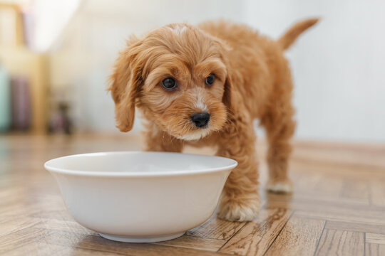 A puppy of a Cavapoo or Cockapoo breed dog at home. Baby Maltipu eats food.