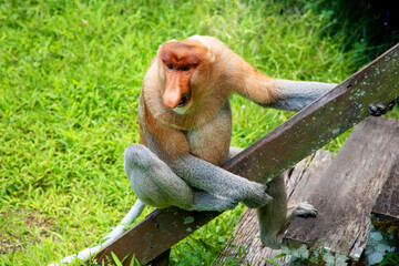Proboscis Monkey Nasalis larvatus in mangrove rain forest