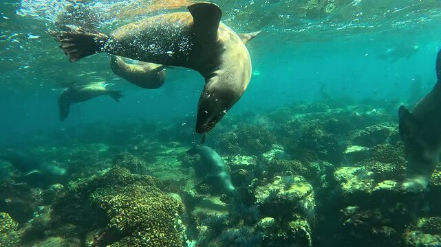 A playful juvenile sea lion (Otariidae) blows bubbles and playfully approaches the viewer as if to give a kiss. Filmed in La Paz, Mexico. Check my portfolio for more sea lion footage.