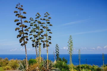 Amazing landscape with tall flower stalks of Agave americana or century plant over the Atlantic Ocean on Puerto de la Cruz, northern part of Tenerife. Maguey or American aloe in family Asparagaceae