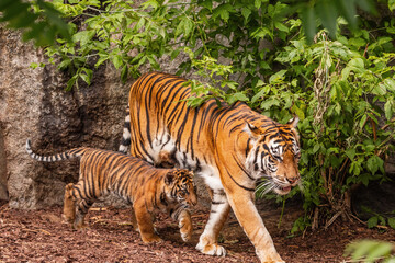 Sumatran tiger family with two little cubs