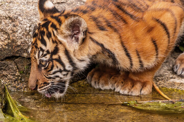 Sumatran tiger family with two little cubs