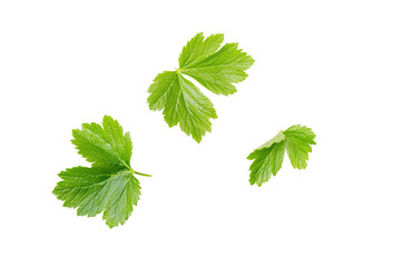 A bunch of green leaves with a white background. on transparent background.