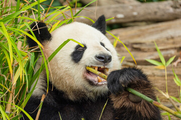 giant black and white panda is eating bamboo. Large animal closeup