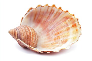 Fototapeta premium A detailed view of a shell on a white background