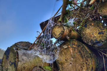 Ein wunderschönes Spinnennetz an einem Holzlager zwischen den Bäumen