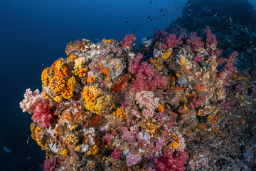 Real coral reef underwater photography marine biology ecosytem with colorful sea fish swim around in deep dive blue water landscape background in concept of global environment impact and bleaching