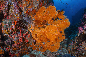Fototapeta premium Real coral reef underwater photography marine biology ecosytem with colorful sea fish swim around in deep dive blue water landscape background in concept of global environment impact and bleaching