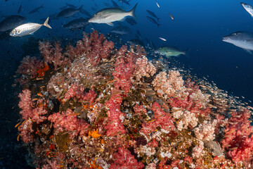 Real coral reef underwater photography marine biology ecosytem with colorful sea fish swim around in deep dive blue water landscape background in concept of global environment impact and bleaching