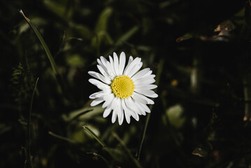 Einsame G&auml;nsebl&uuml;mchenbl&uuml;te &ndash; Naturminimalismus im Fokus