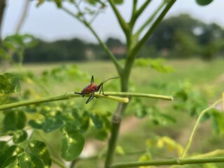 A Close-Up View of a Red Insect on a Moringa Plant Branch in a Lush Green Field